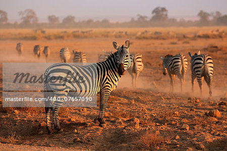 Plains zebras (Equus burchelli) in early morning dust, Amboseli National Park, Kenya