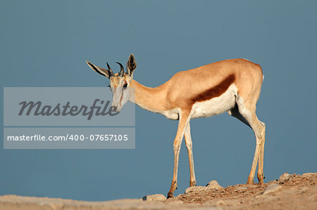 Springbok antelope (Antidorcas marsupialis), Etosha National Park, Namibia