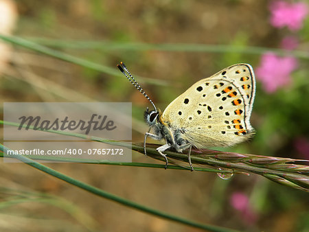 Closeup detail of butterfly sitting on plant