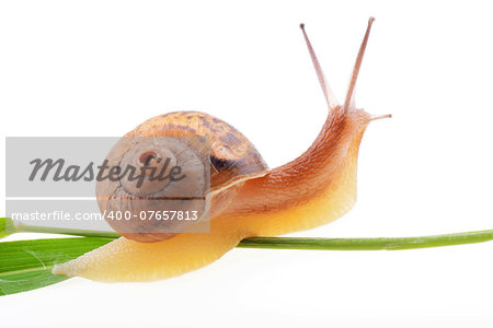 Small brown snail on a green leaf