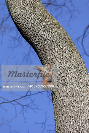 Red squirrels on tree in forest