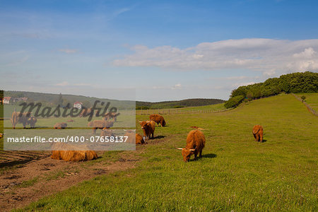 The herd of aberdeen angus eating grass on spring meadow