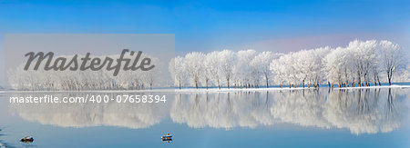 winter trees covered with frost on Danube river