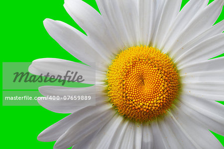 White chamomile isolated on green background. Close-up view