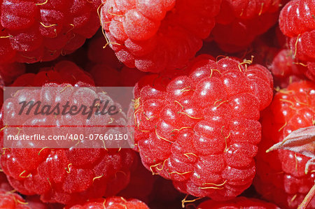 Ripe raspberry as a background extreme close-up (macro)