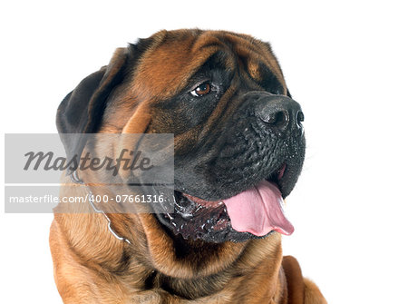 female mastiff in front of white background