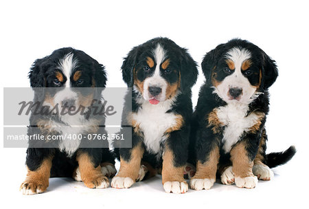 three puppies bernese mountain dog in front of white background