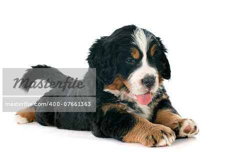 portrait of a purebred bernese mountain dog in front of white background