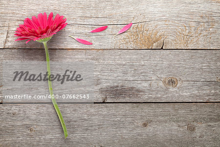 Magenta gerbera flower on wooden table with copy space