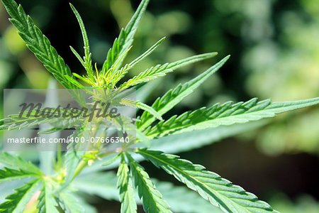 Green leaves of cannabis plant