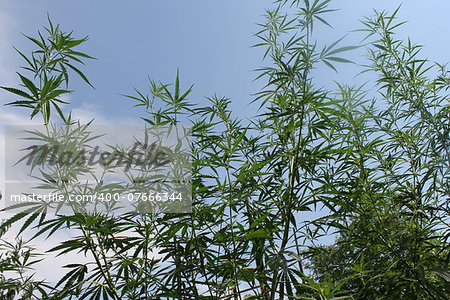 Hign green cannabis plant on the garden