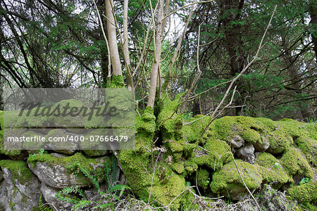 old stone walls covered in green moss at  woods in Ireland