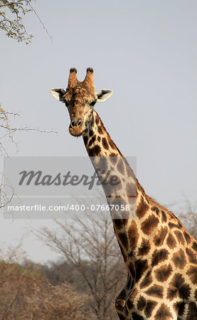 Giraffe in Mahango Game Park, Namibia