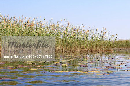 Okavango Delta water and "Cyperus papyrus" plant landscape. North of Botswana.