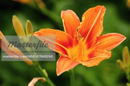 Beautiful orange lily flower on a green background