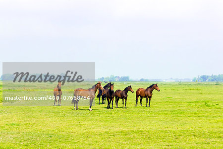 Six horses in a green meadow