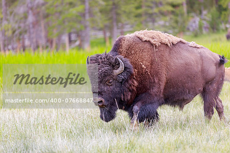 Adult Bison at Yellowstone National Park