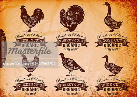 vector diagram cut carcasses chicken, turkey, goose, duck