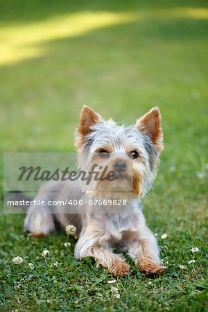 Cute small yorkshire terrier is lying on a green lawn outdoor, no people