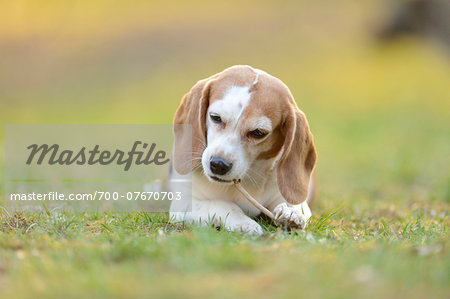 Close-up of Beagle lying in Garden with Stick in Spring