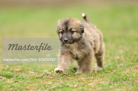Close-up of Mixed Breed Puppy in Garden in Spring