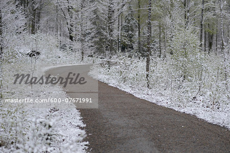 Lanscape of Road through Forest in Early Spring, Bavarian Forest National Park, Bavaria, Germany