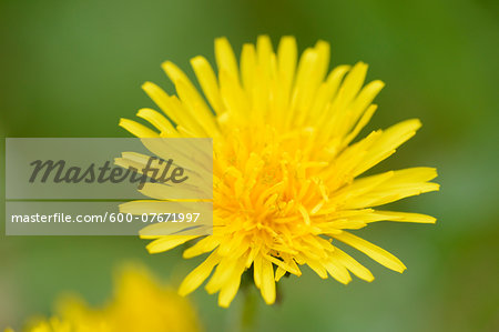 Close-up of Common Dandelion (Taraxacum officinale) Blossom in Meadow in Spring, Styria, Austria