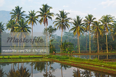 Palm trees and rice field near Borobodur, Kedu Plain, Java, Indonesia, Asia
