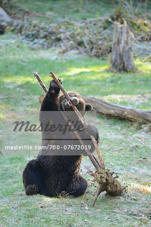 Close-up of a European brown bear (Ursus arctos arctos) playing with an old tree stump in a forest in spring, Bavarian Forest National Park, Bavaria, Germany