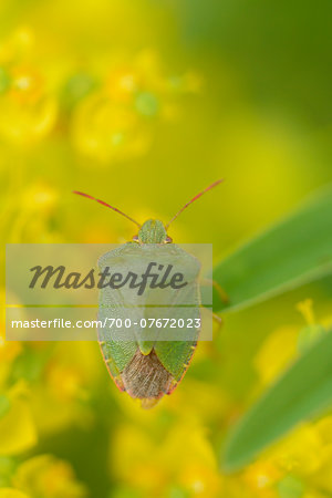 Close-up of a green shield bug (Palomena prasina) on a cypress spurge (Euphorbia cyparissias) blossom in a meadow in spring, Styria, Austria
