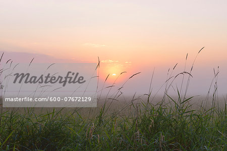 Close-up of blades of Grass on misty morning at sunrise, Nature Reserve Moenchbruch, Moerfelden-Walldorf, Hesse, Germany, Europe