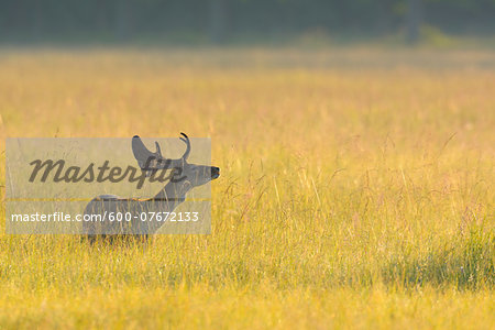 Fallow Deer (Cervus dama) standing in field in Summer, Hesse, Germany, Europe