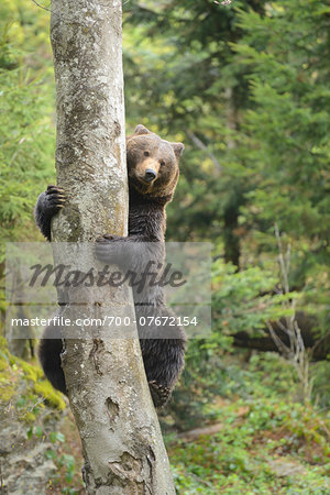European Brown Bear (Ursus arctos arctos) Climbing Tree in Forest in Spring, Bavarian Forest National Park, Bavaria, Germany