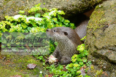 Close-up of European Otter (Lutra lutra) in Rocks in Spring, Bavarian Forest National Park, Bavaria, Germany