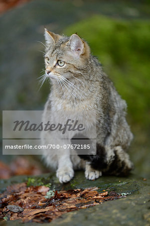 Portrait of European Wildcat (Felis silvestris silvestris) in Forest in Spring, Bavarian Forest National Park, Bavaria, Germany