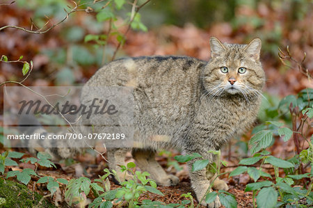 Portrait of European Wildcat (Felis silvestris silvestris) in Forest in Spring, Bavarian Forest National Park, Bavaria, Germany