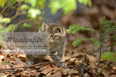 Portrait of European Wildcat (Felis silvestris silvestris) Kitten in Forest in Spring, Bavarian Forest National Park, Bavaria, Germany