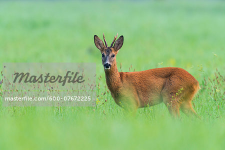 Portrait of European Roe Buck (Capreolus capreolus) in Summer, Hesse, Germany