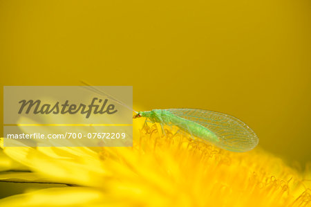 Close-up of Green Lacewing (Chrysopidae) on Common Dandelion (Taraxacum officinale) Blossom in Meadow in Spring, Bavaria, Germany