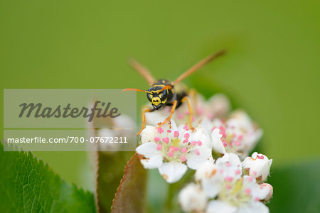 Close-up of Common Wasp (Vespula vulgaris) on Blossom in Spring, Styria, Austria
