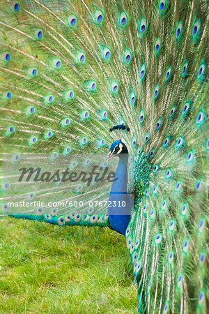 Close-up of peacock displaying his plumage, Tracy Aviary, Salt Lake City, Utah, USA