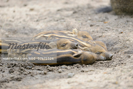 Close-up of Wild boar or wild pig (Sus scrofa) piglets in a forest in early summer, Wildlife Park Old Pheasant, Hesse, Germany