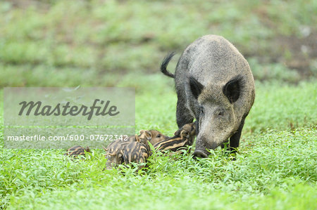 Close-up of a Wild boar or wild pig (Sus scrofa) mother with her piglets in a swamp in early summer, Wildpark Alte Fasanerie Hanau, Hesse, Germany