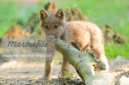Close-up of a gray wolf (Canis lupus) puppy in a forest in spring, Bavaria, Germany