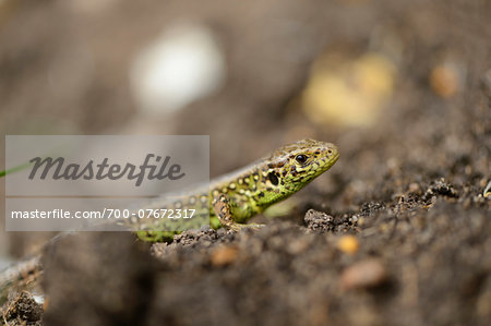 Close-up of a sand lizard (Lacerta agilis) in a garden in spring, Bavaria, Germany