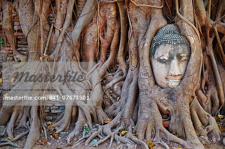 Stone Buddha head entwined in the roots of a fig tree, Wat Mahatat, Ayutthaya Historical Park, UNESCO World Heritage Site, Ayutthaya, Thailand, Southeast Asia, Asia