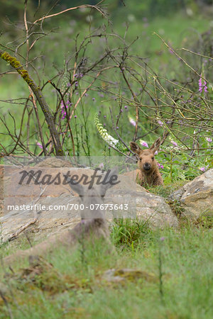 Moose (Alces alces) Mother with Young in Forest in Early Summer, Bavarian Forest National Park, Bavaria, Germany