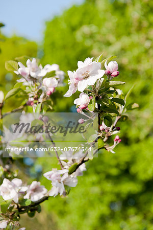 Cherry blossoms