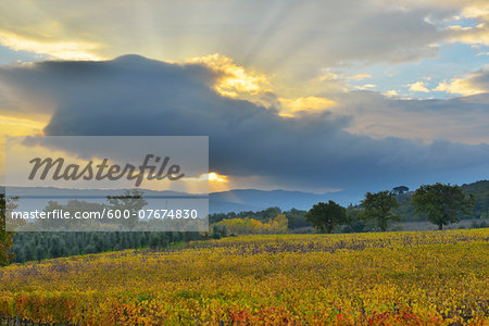 Countryside with Vineyard in Autumn, Montalcino, Province of Siena, Tuscany, Italy