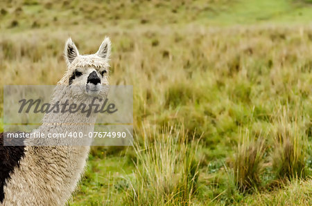 Alpaca in Peru